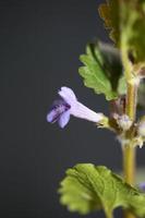 Flower blossom Glechoma hederacea L. family lamiaceae botanical