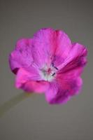 Flower blossom close up background geranium photo