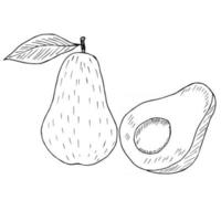 avocado sketch isolated vector