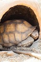 African Spurred Tortoise photo