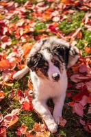 Portrait tricolor australian shepherd dog sitting on the grass of a public park on an autumn afternoon