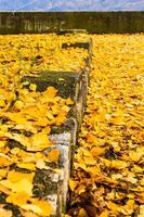 Autumn season. Colorful fallen leaves in park. Beautiful autumn path. photo