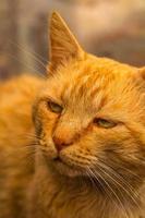 Sweet lazy ginger kitten - orange kitten close up photo