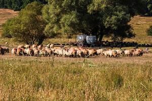 A lot of sheep grazing on dry field on sunny day. photo