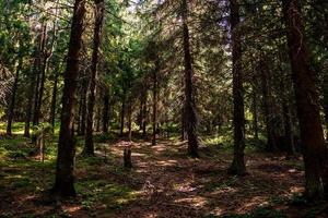 Ver a través de los árboles del bosque, las luces del sol sobre los detalles del bosque de montaña foto