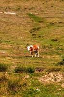 Cow standing and grazing on grassy field, sunny day photo