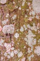 Tree bark texture for background photo