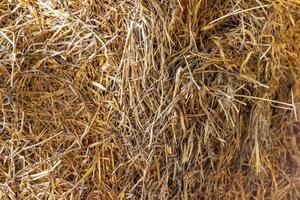 Golden hay texture for background