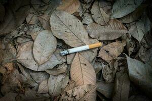 Cerrar la colilla de cigarrillo no fumado descuidadamente se arrojan a la hierba seca en el suelo provocando un peligroso incendio forestal
