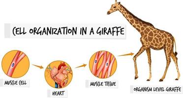 Diagram showing cell organization in a giraffe vector