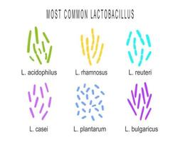 Conjunto de tipos de bacterias lactobacillus. grupo de bacterias del ácido láctico vector
