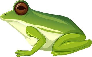 Animal rana verde sobre fondo blanco. vector