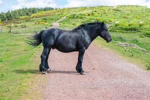 Beautiful wild black horse posing in the middle of a mountain road photo