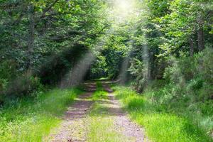 Path in the forest with beams of light through the trees photo
