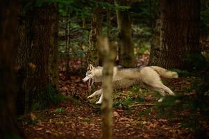 Happy husky running through the autumn forest photo