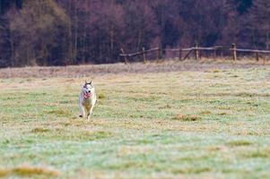 Siberian Husky breed in the woods on a walk, grass in late autumn. photo
