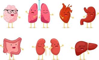 Cute cartoon healthy human anatomy internal organ character set vector