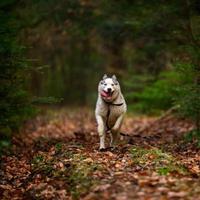 Portrait of a husky in the autumn forest, happy pet.