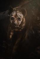 Retrato de detalle de hiena manchada foto