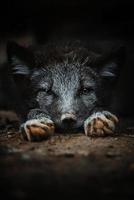 Arctic fox detail portrait photo