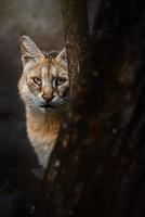 retrato de detalle de gato de la jungla foto