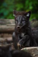 Arctic fox detail portrait photo