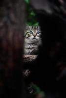 European wild cat  detail portrait cat kitten photo