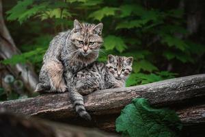 European wild cat  detail portrait cat kitten photo