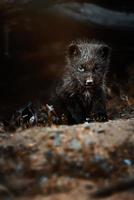 Arctic fox detail portrait photo