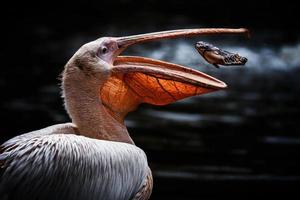 White Pelican detail portrait on the water