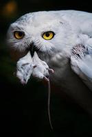 Snowy Owl  eat mause photo