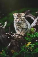 Gato salvaje europeo Felis silvestris retrato de detalle gato gatito foto