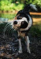 border collie y juego de agua foto