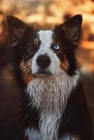 Border collie retrato de detalle sobre el césped foto