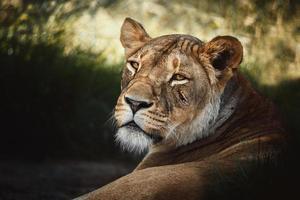 león panthera leo el retrato de detalle del león foto