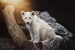 el león sudafricano panthera leo krugeri pequeño cubo foto