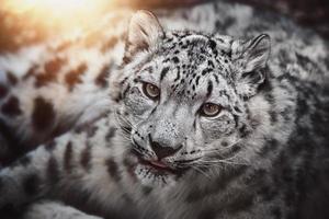 leopardo de las nieves, panthera uncia, detalle, retrato foto