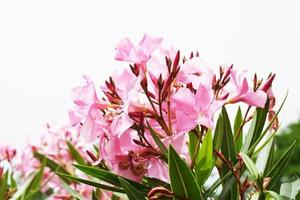 Pink flowers on white background photo
