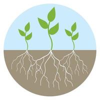 Graphic illustration of young trees with root vector