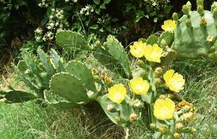 cactus con flores amarillas foto