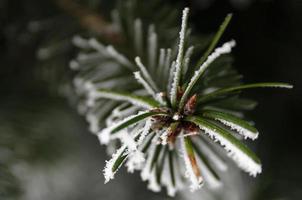 Agujas de pino agujas de pino de coníferas con nieve en invierno closeup foto