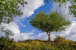 White birch tree surrounded and guarded by leaves of other trees photo