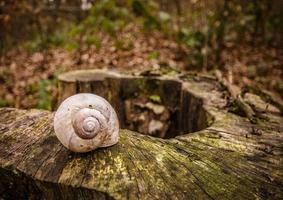 Primer plano de una foto de stock de una concha de caracol vacía en un obstáculo en el bosque