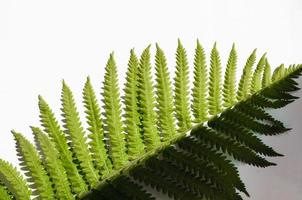 Minimalism style, fern leaf on paper background photo