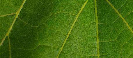 Green grape leaf close up macro texture photo