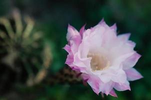 Hermosa flor de cactus rosa pálido con enfoque suave selectivo y fondo borroso verde oscuro foto