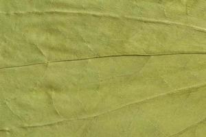 green texture of a dry leaf photo