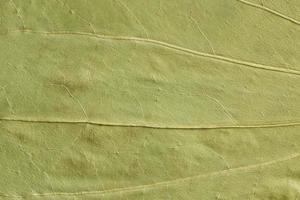 green texture of a dry leaf photo