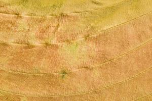 brown texture of a dry leaf photo