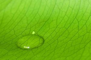 macro, una gota de rocío sobre una hoja fresca foto